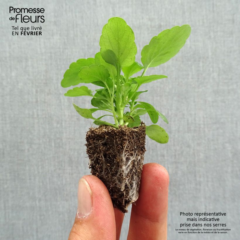 Viola cornuta Butterfly Rose White Face Plug plants 3.8 x 3.2cm - Tray of 16 sample as delivered in autumn