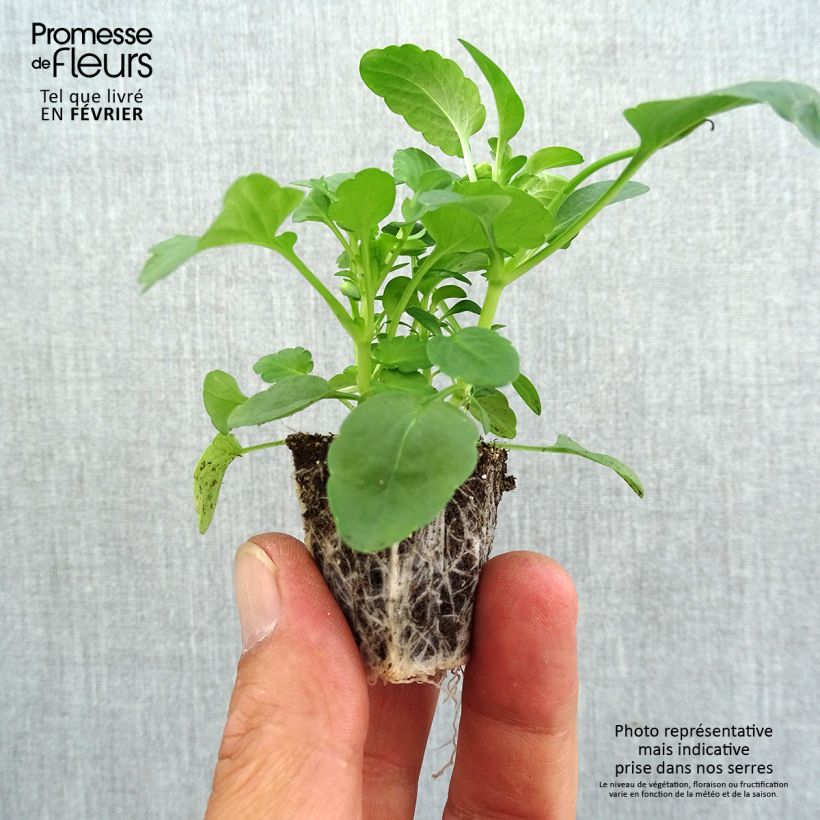 Viola cornuta Butterfly Mix Plug plants 3.8 x 3.2cm - Tray of 16 sample as delivered in autumn
