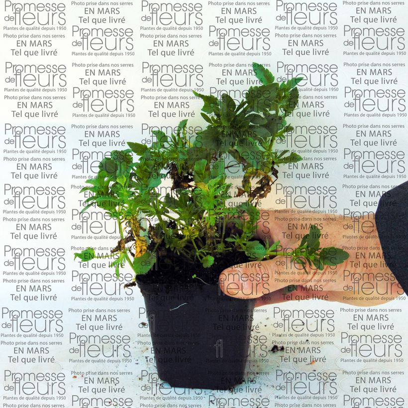 Example of Viola cornuta Irish Molly 8/9 cm pot specimen as delivered