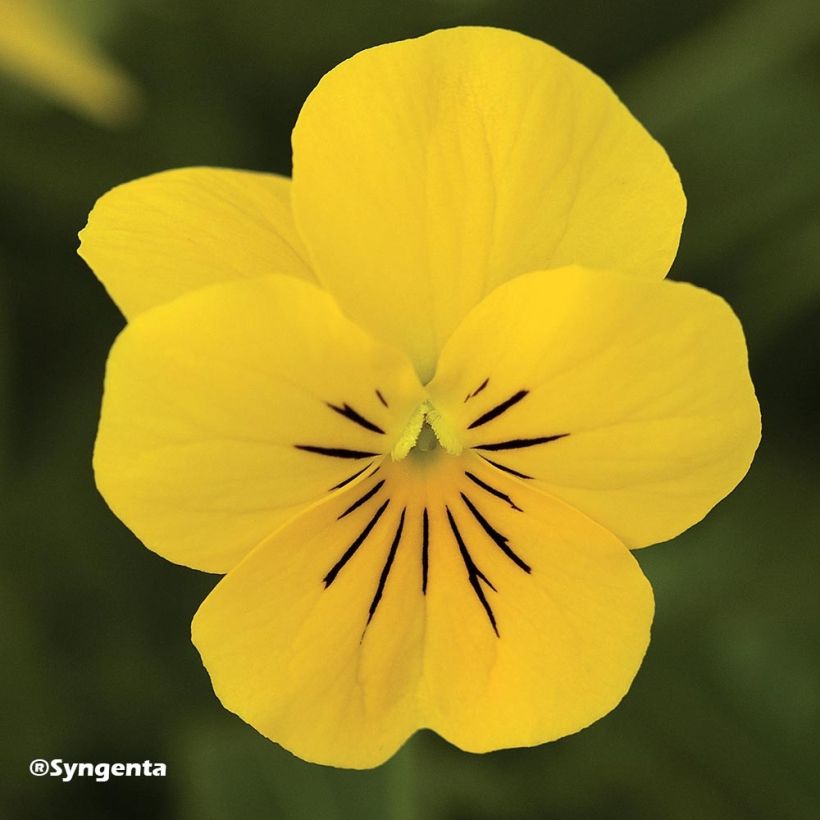 Viola cornuta Penny Yellow (Flowering)