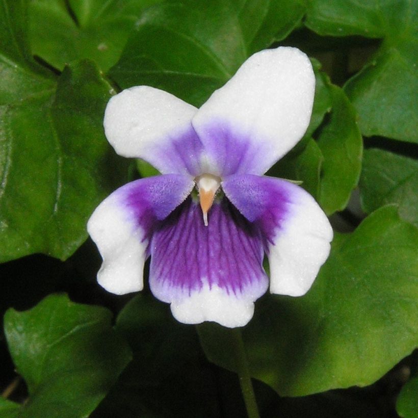 Viola hederacea  (Flowering)