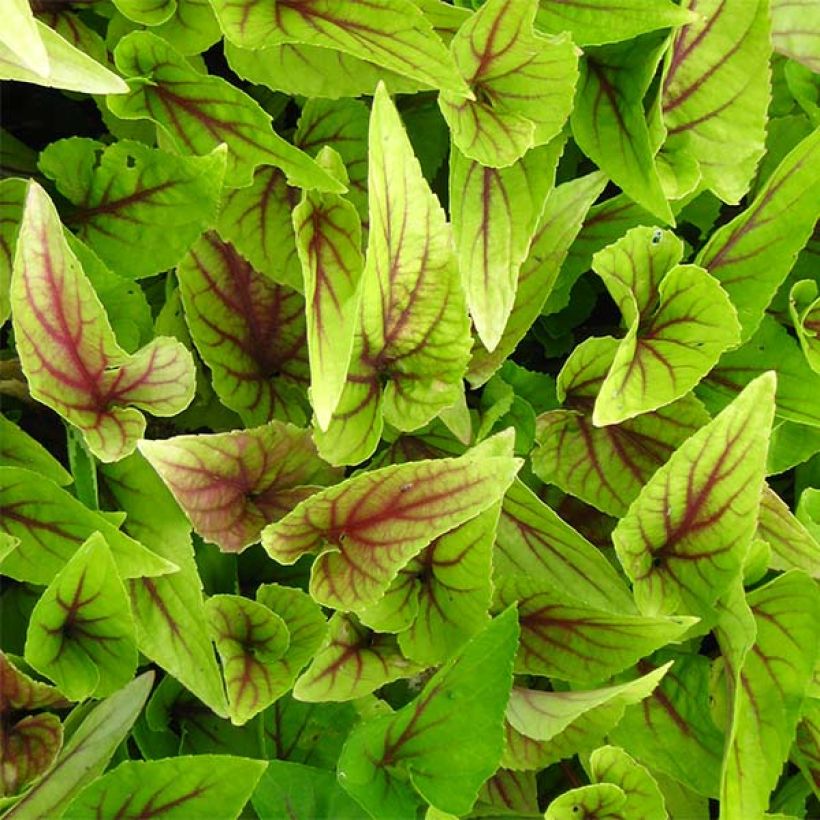 Viola koreana Mars (Foliage)