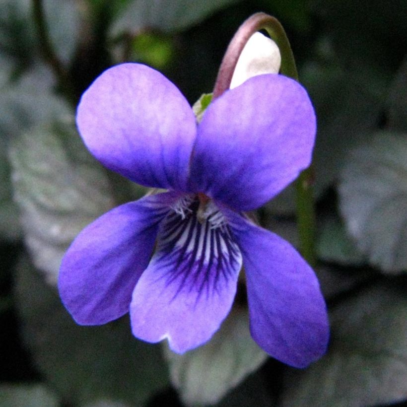 Viola riviniana var. purpurea  (Flowering)