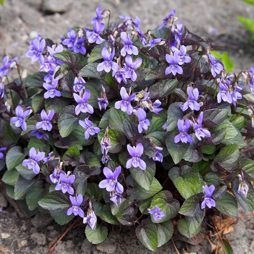 Viola riviniana var. purpurea  (Plant habit)