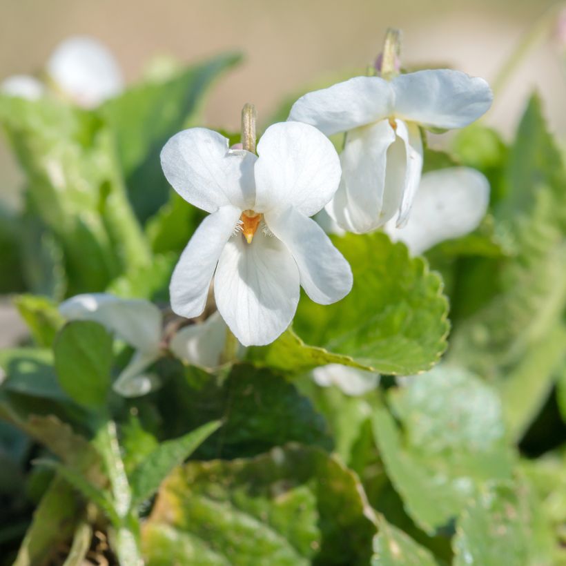 Viola odorata Alba (Flowering)