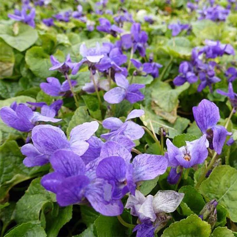 Viola odorata Königin Charlotte (Flowering)