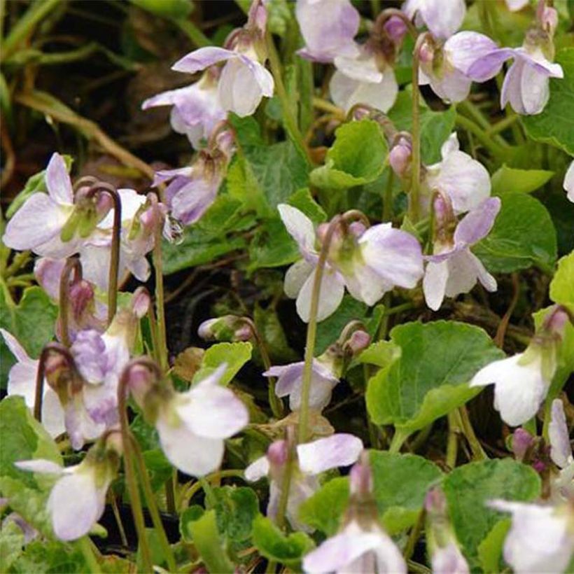 Viola odorata Mrs R Barton (Flowering)