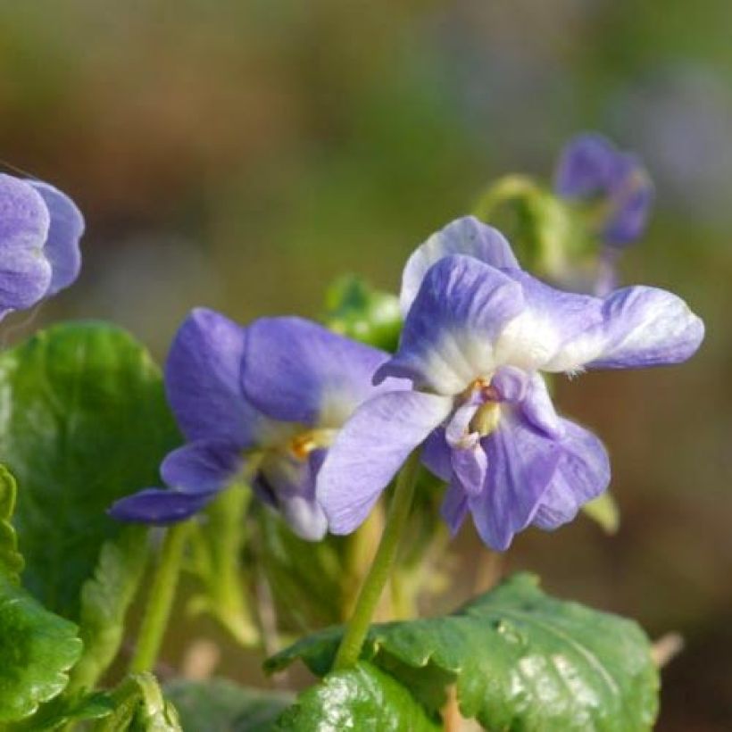 Viola suavis Parme de Toulouse (Flowering)