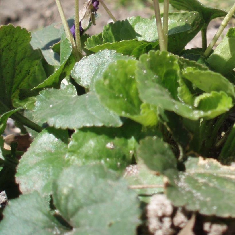 Viola odorata Plena (Foliage)