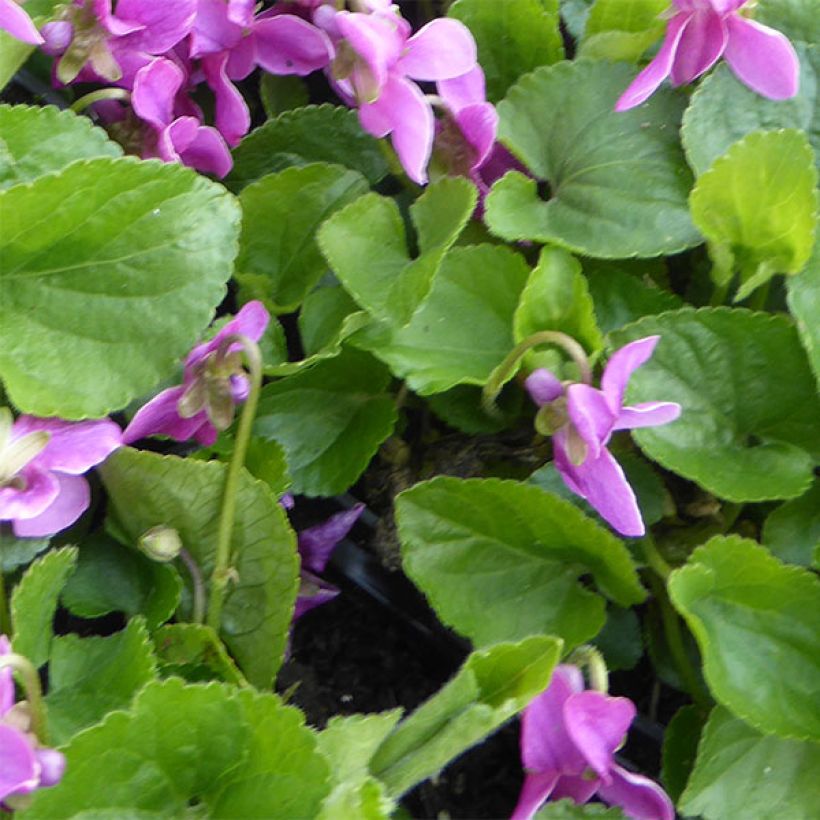 Viola odorata Red Charm (Foliage)