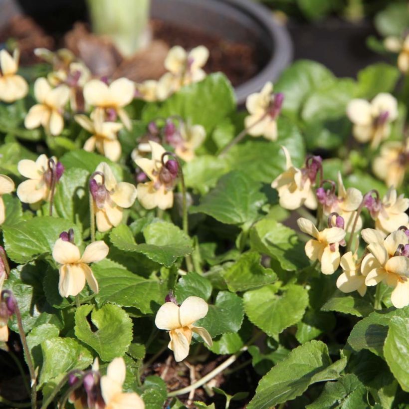 Viola odorata Vanilla (Flowering)