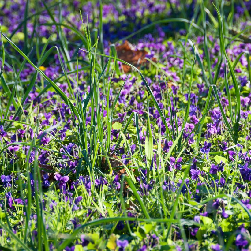 Viola odorata (Plant habit)
