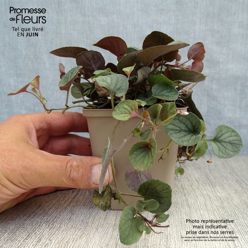 Viola walteri Silver Gem 8/9 cm pot sample as delivered in summer