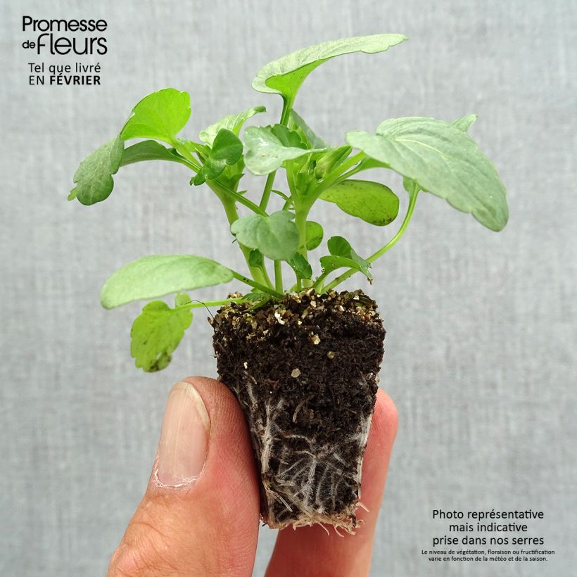 Viola cornuta Penny Orange plug plant Plug plants 3.8 x 3.2cm - Tray of 16 sample as delivered in autumn