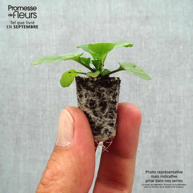 Viola cornuta Evo Mini/Sorbet XP Tiger Eyes - Horned pansy Plug plant 1.5/2.5 cm sample as delivered in autumn