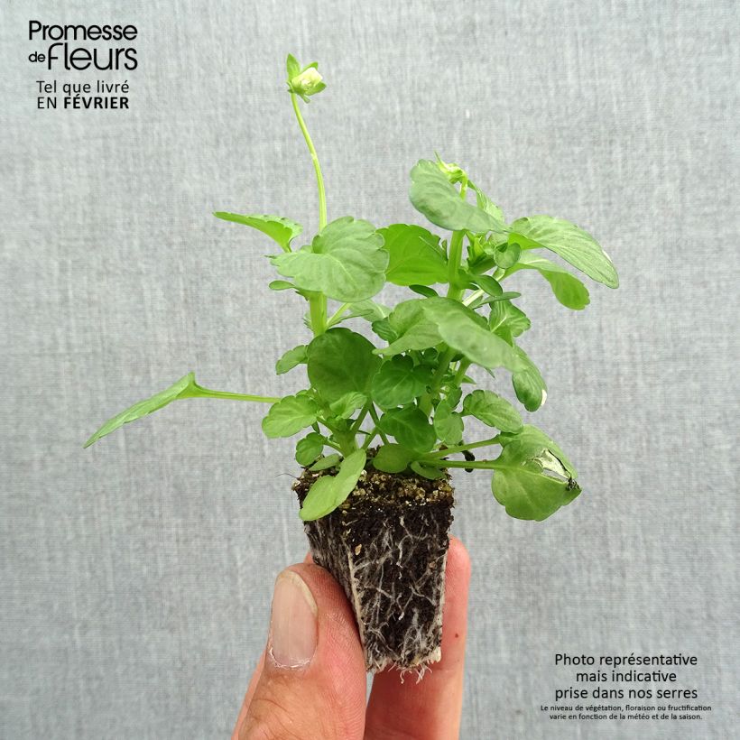 Viola cornuta F1 Penny Blue - Horned pansy Plug plants 3.8 x 3.2cm - Tray of 16 sample as delivered in autumn