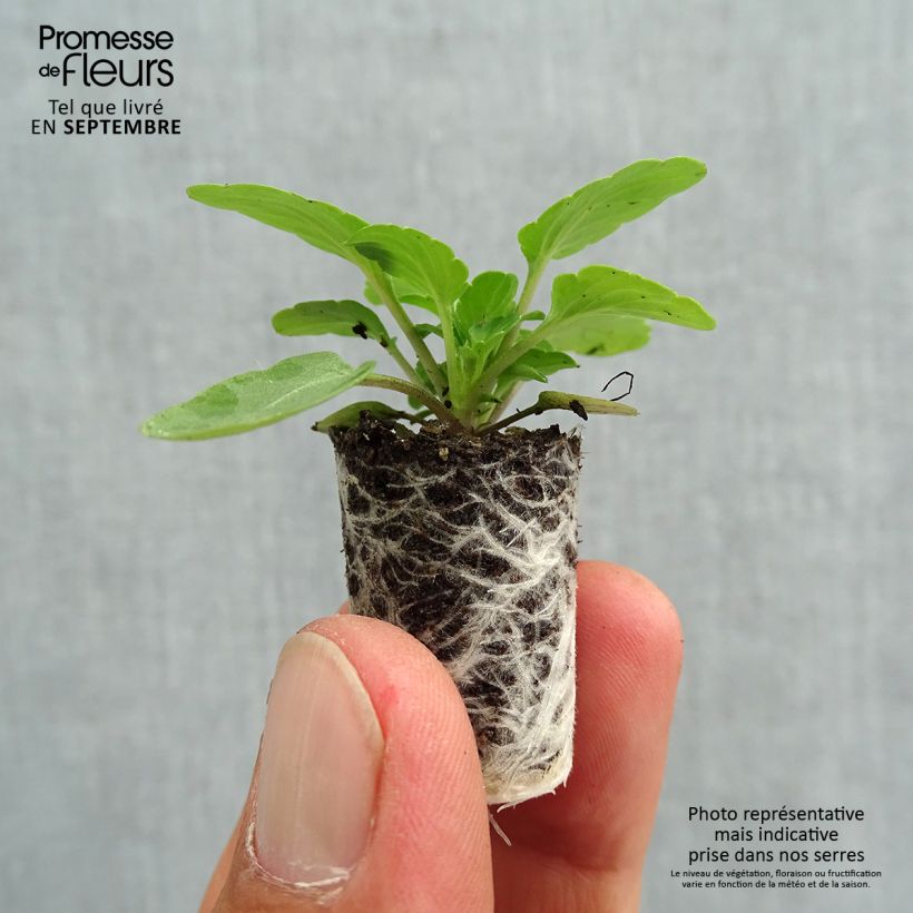 Viola cornuta Penny F1 Mickey - Horned pansy Plug plant 1.5/2.5 cm sample as delivered in autumn