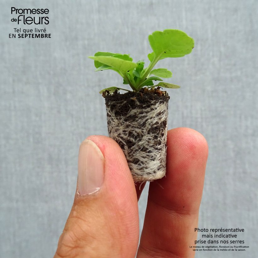 Viola Sorbet XP Blackberry - Horned Pansy Plug plant 1.5/2.5 cm sample as delivered in autumn