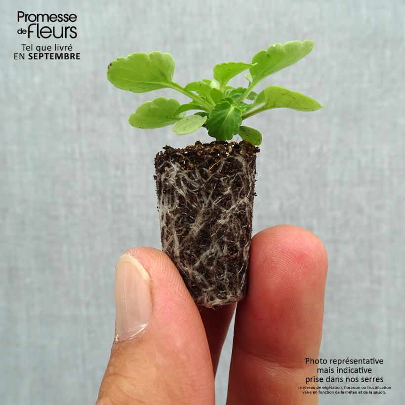 Viola Sorbet XP Lemon Ice Blotch - Viola cornuta Plug plant 1.5/2.5 cm sample as delivered in autumn