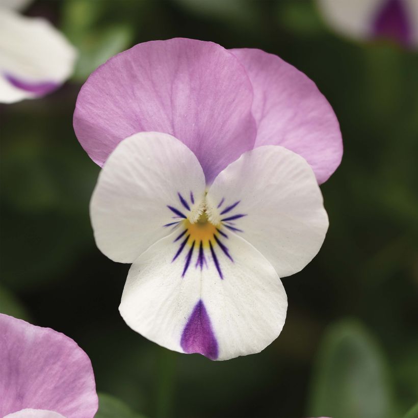 Viola Sorbet XP Pink Wing - Viola cornuta (Flowering)