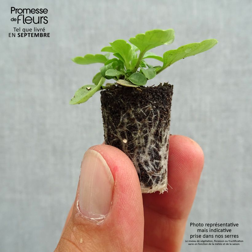 Viola Sorbet XP Pink Wing - Viola cornuta Plug plant 1.5/2.5 cm sample as delivered in autumn