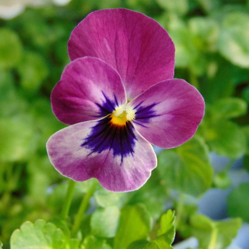 Viola Sorbet XP Raspberry - Horned Pansy (Flowering)