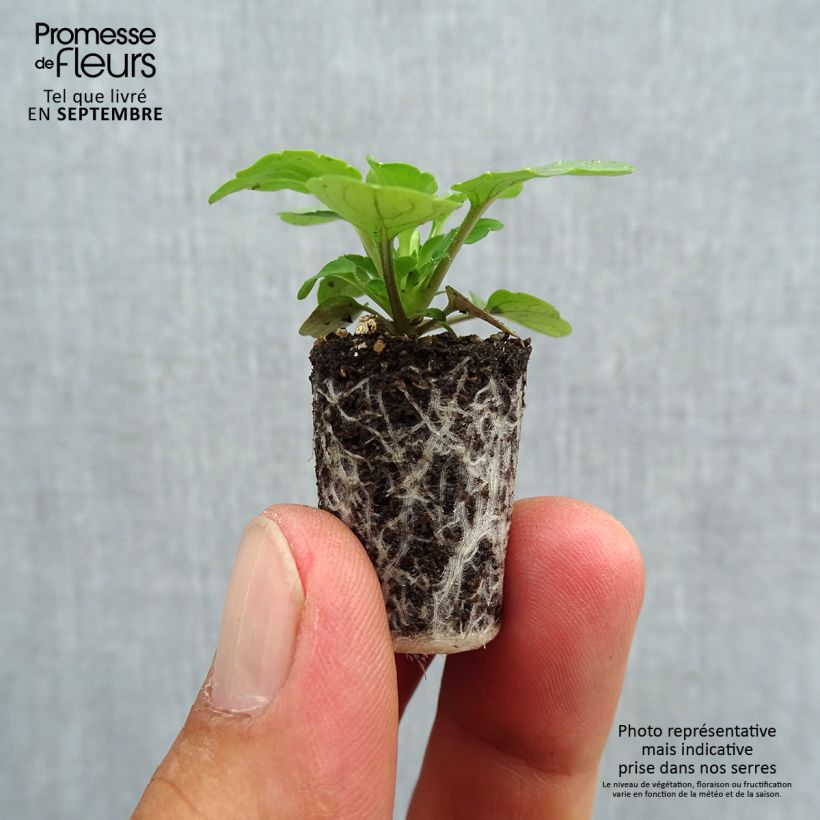 Viola cornuta Sorbet XP True Blue - Horned pansy Plug plant 1.5/2.5 cm sample as delivered in autumn