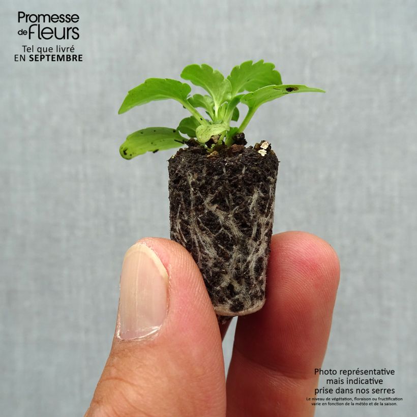Viola Sorbet XP Deep Orange - Viola cornuta Plug plant 1.5/2.5 cm sample as delivered in autumn