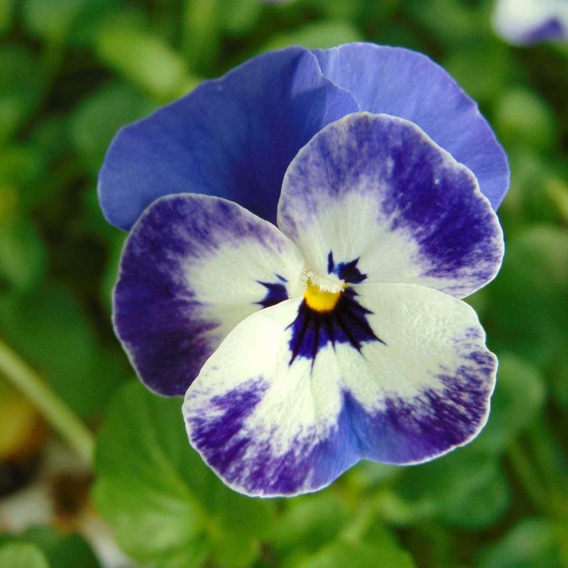 Viola cornuta Sorbet Delft Blue mini plug (Flowering)
