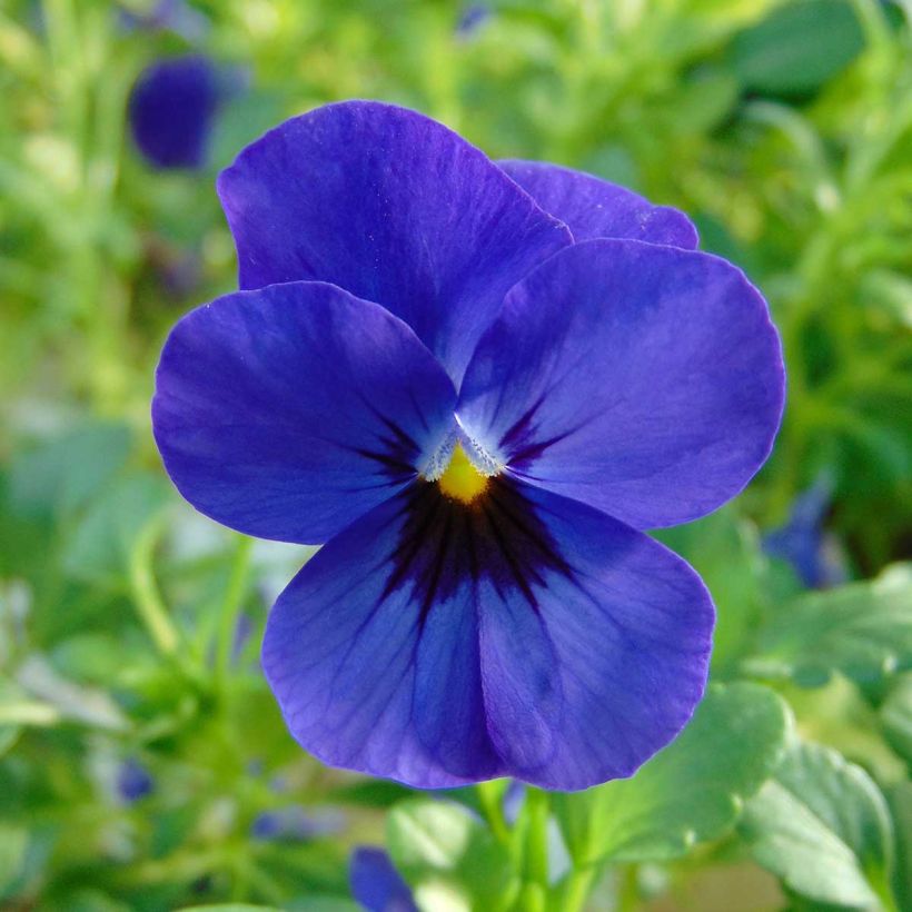 Viola cornuta Sorbet Xp F1 Blue Blotch (Flowering)