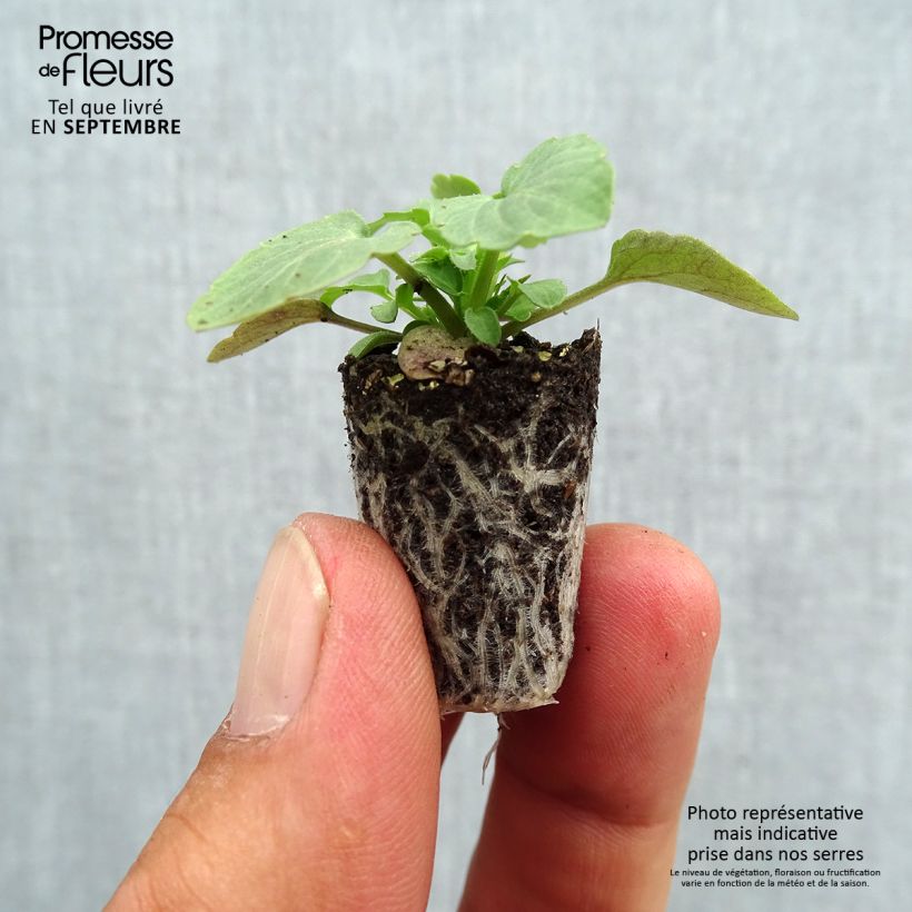 Viola cornuta Sorbet Xp F1 Blue Blotch Plug plant 1.5/2.5 cm sample as delivered in autumn