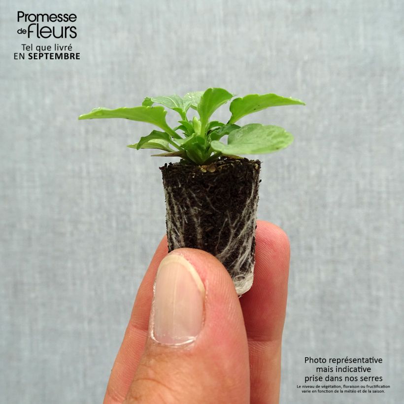 Viola Sorbet XP White - Viola cornuta Plug plant 1.5/2.5 cm sample as delivered in autumn
