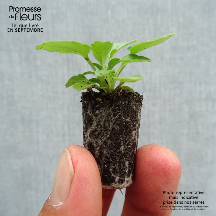 Viola Sorbet XP Lemon Jump-Up -  Horned Pansy Plug plant 1.5/2.5 cm sample as delivered in autumn