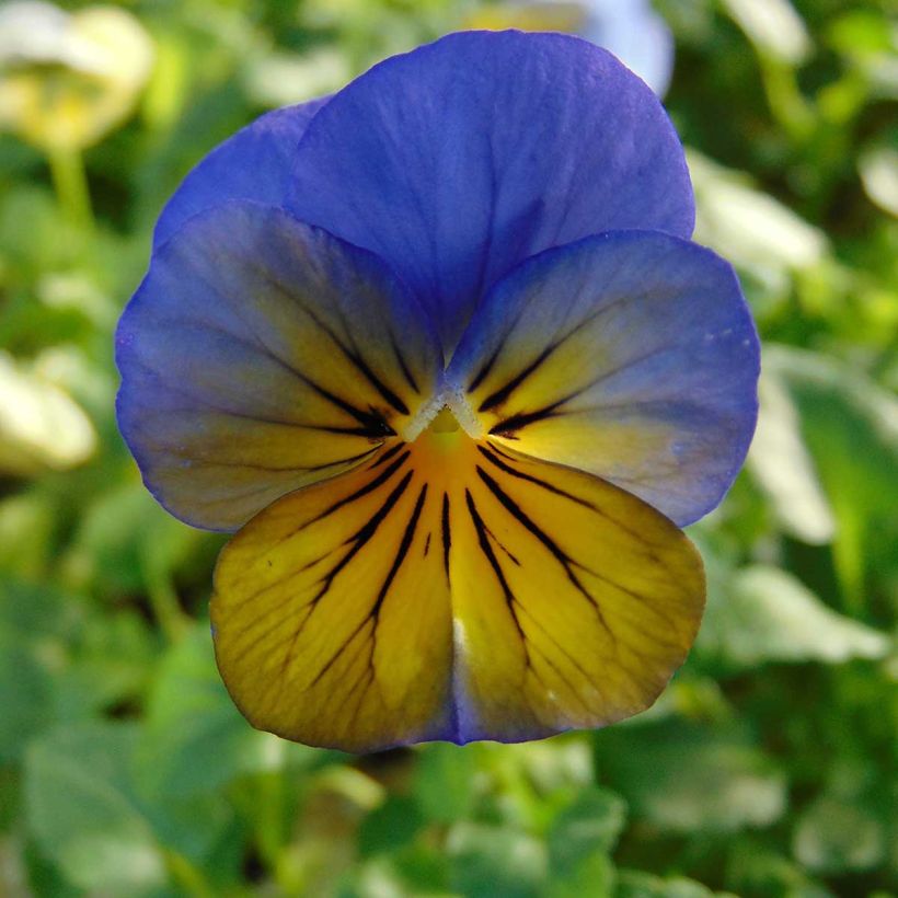 Viola Sorbet XP Morpho - Viola cornuta (Flowering)