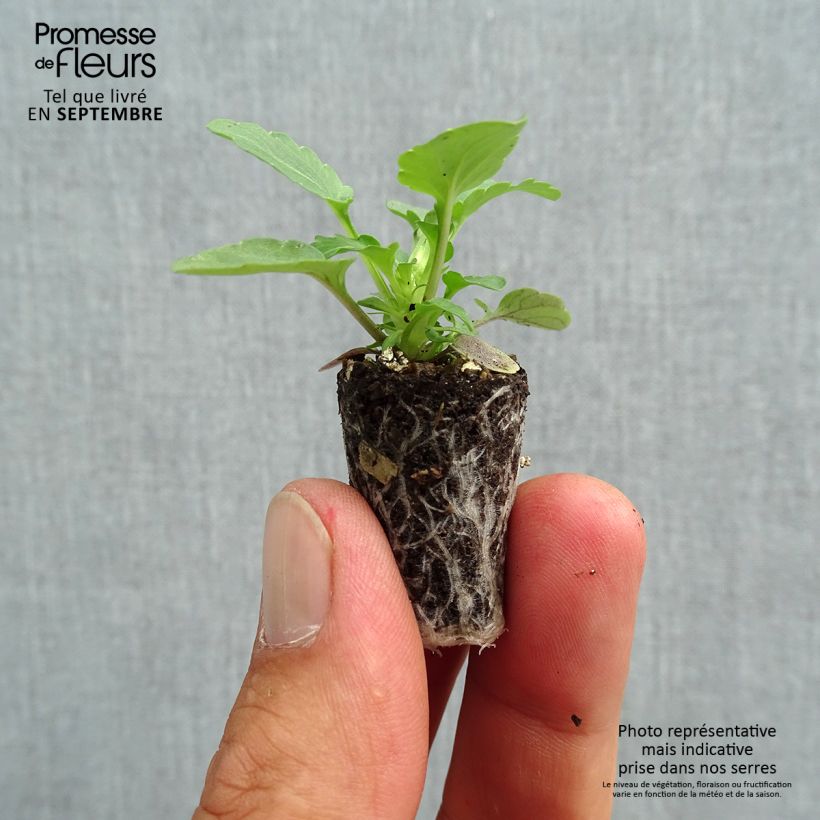 Viola Sorbet XP Morpho - Viola cornuta Plug plant 1.5/2.5 cm sample as delivered in autumn