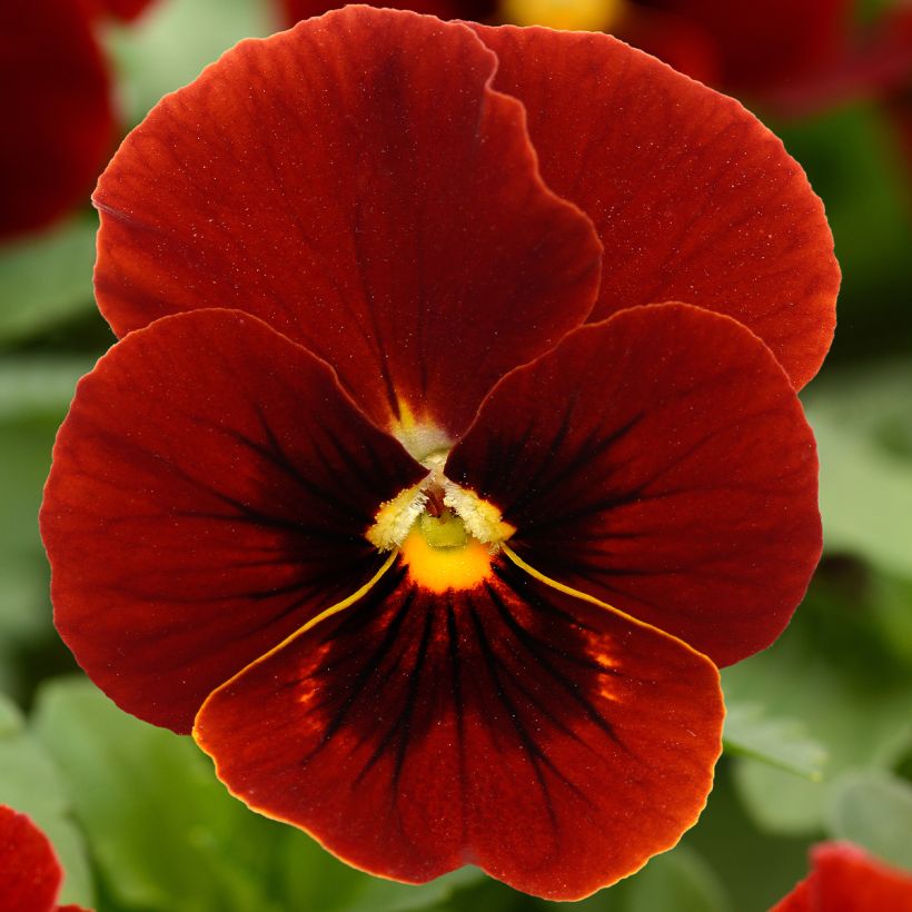 Viola x cornuta Sorbet XP Red - Pansy (Flowering)