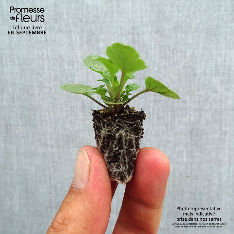 Viola cornuta Sorbet Yellow Blue Jump Up plug plant Plug plant 1.5/2.5 cm sample as delivered in autumn