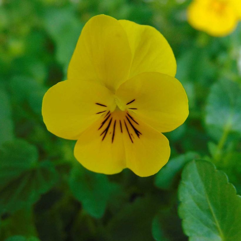 Viola cornuta Xp Sorbet F1 Yellow - Horned pansy (Flowering)
