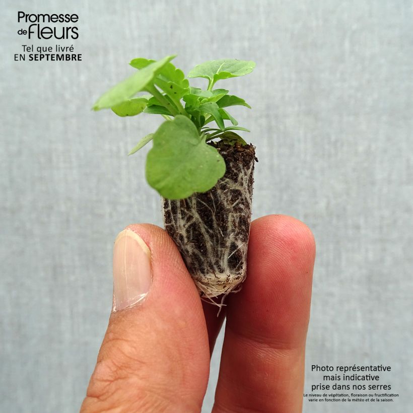 Viola cornuta Xp Sorbet F1 Yellow - Horned pansy Plug plant 1.5/2.5 cm sample as delivered in autumn