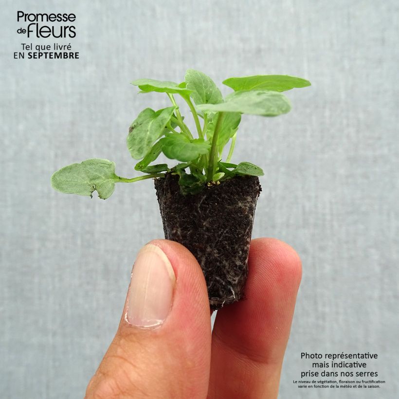 Viola cornuta XP Sorbet Marina - Horned pansy Plug plant 1.5/2.5 cm sample as delivered in autumn
