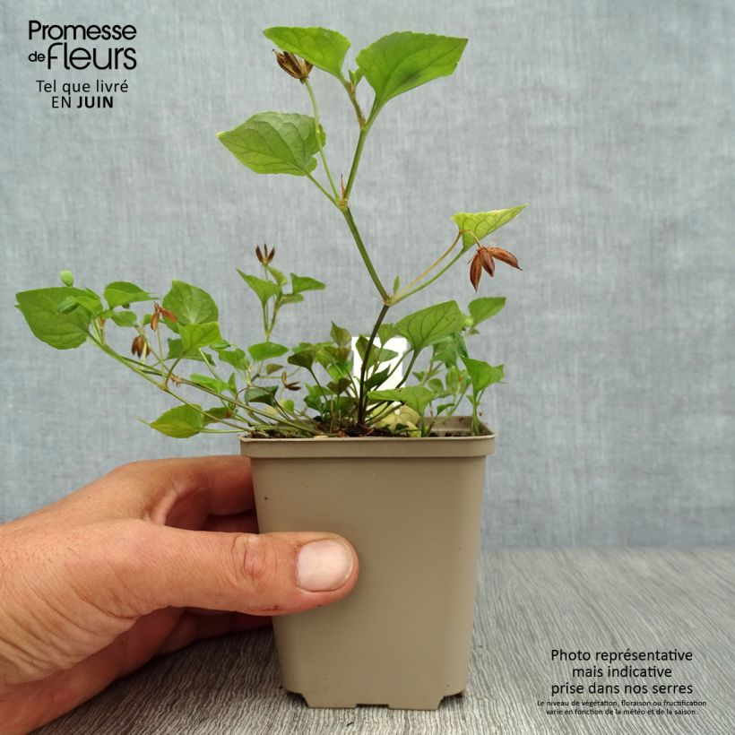 Viola reichenbachiana  8/9 cm pot sample as delivered in summer