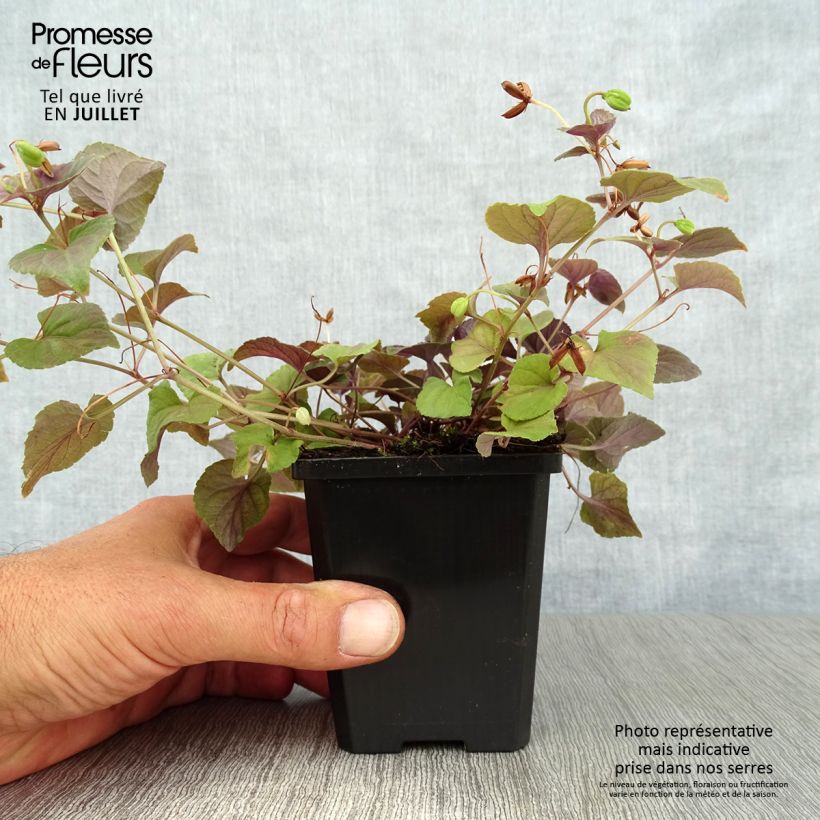 Viola riviniana var. purpurea  8/9 cm pot sample as delivered in summer