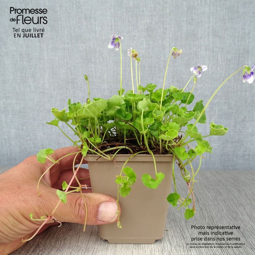 Viola hederacea  8/9 cm pot sample as delivered in summer