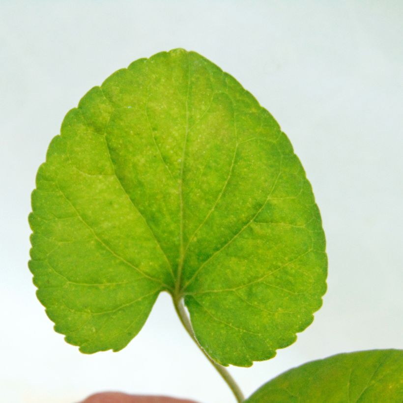 Viola odorata (Foliage)