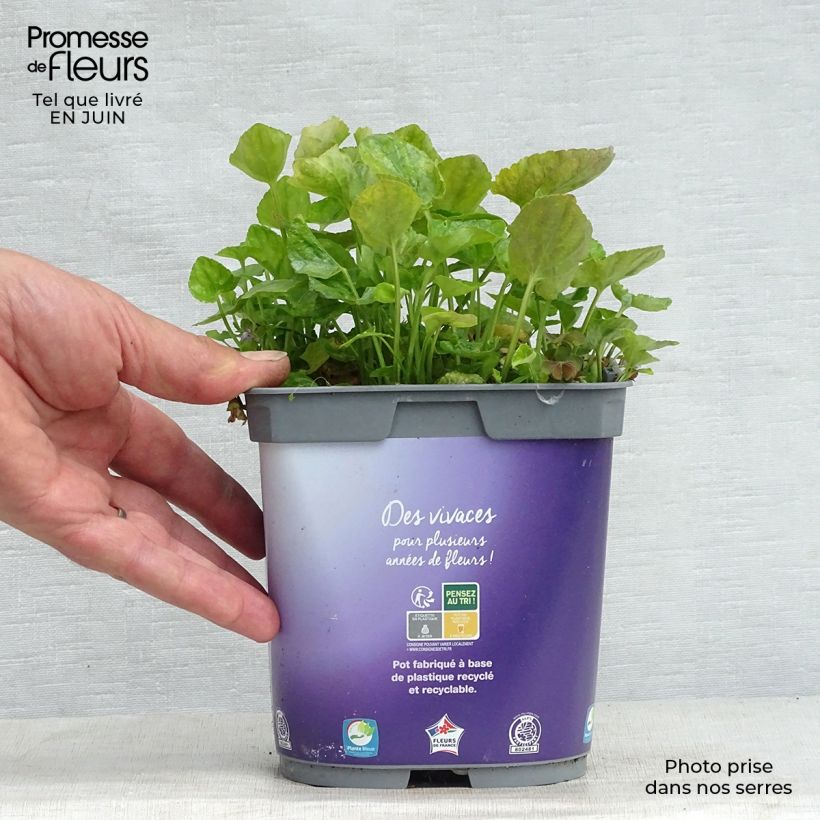 Viola odorata Plena 2L/3L pot sample as delivered in summer
