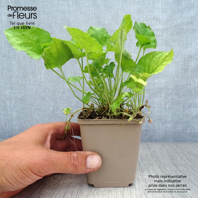Viola odorata Red Charm 8/9 cm pot sample as delivered in summer