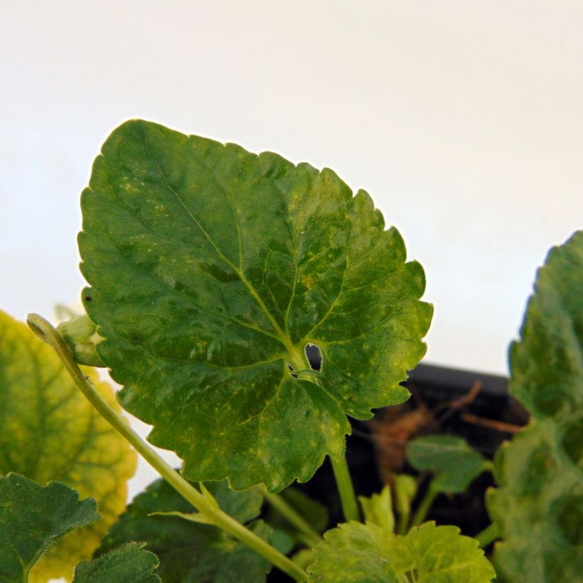 Viola odorata Reine Des Blanches (Foliage)