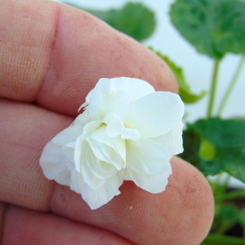 Viola odorata Reine Des Blanches (Flowering)