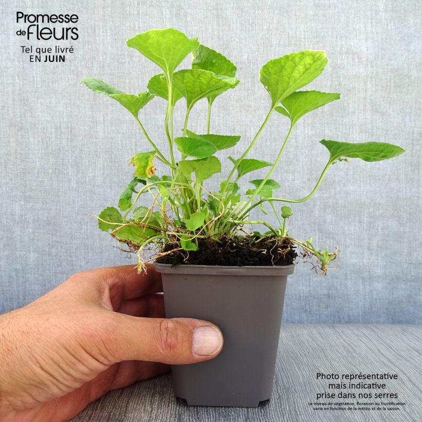 Viola odorata Reine Des Blanches 8/9 cm pot sample as delivered in summer