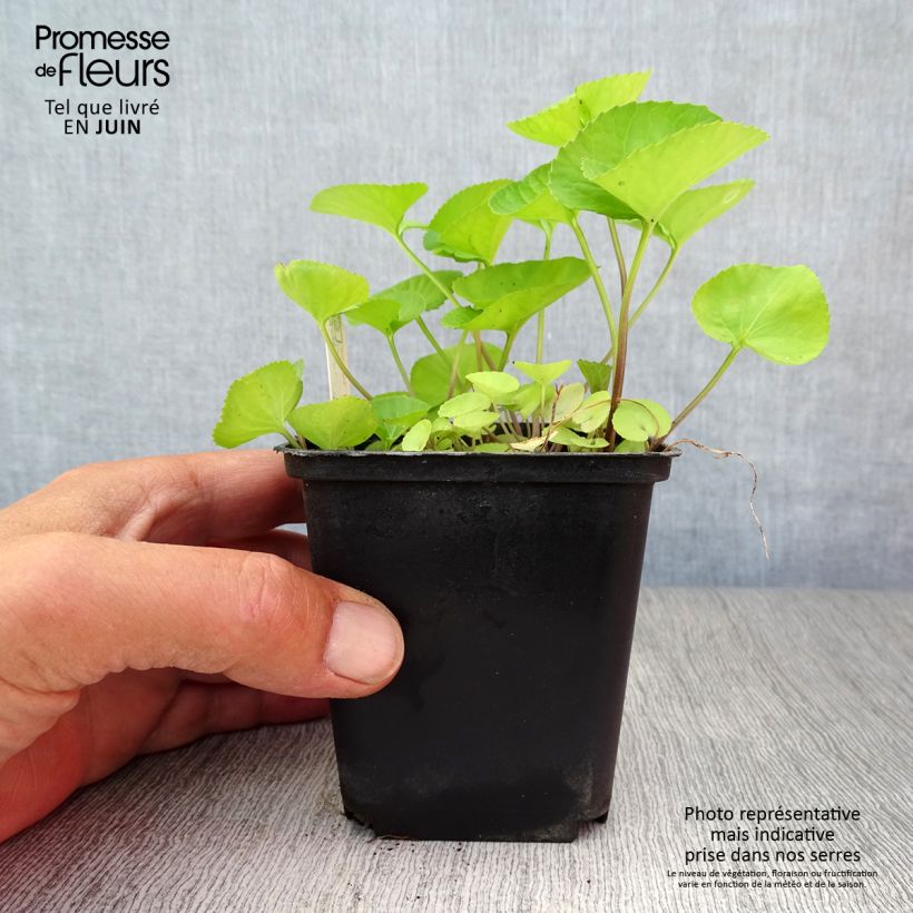 Viola sororia Albiflora 8/9 cm pot sample as delivered in summer